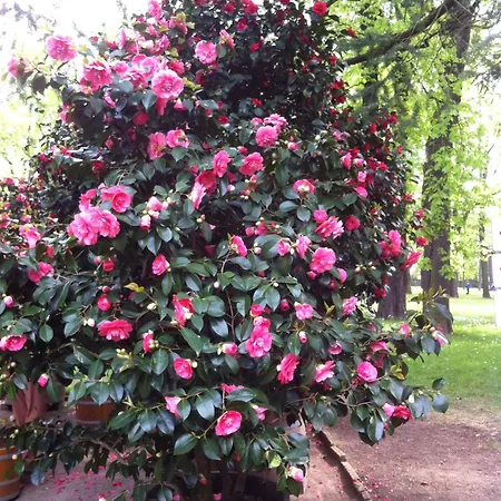 Apartment Idyllische Am Pillnitzer Schlosspark Dresden