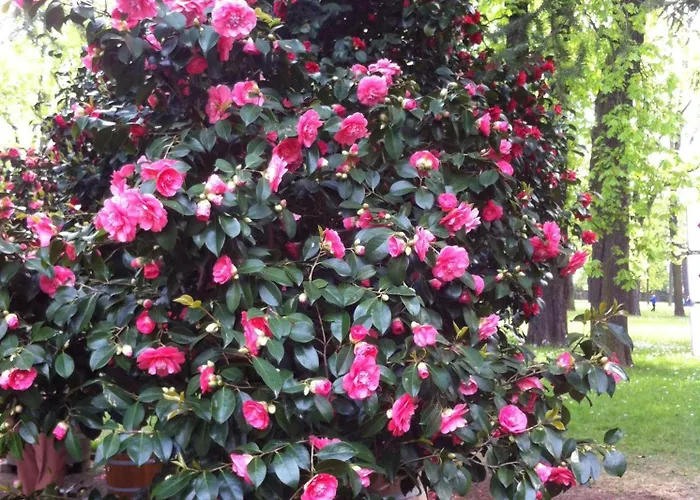 شقة Idyllische Am Pillnitzer Schlosspark دريسدن